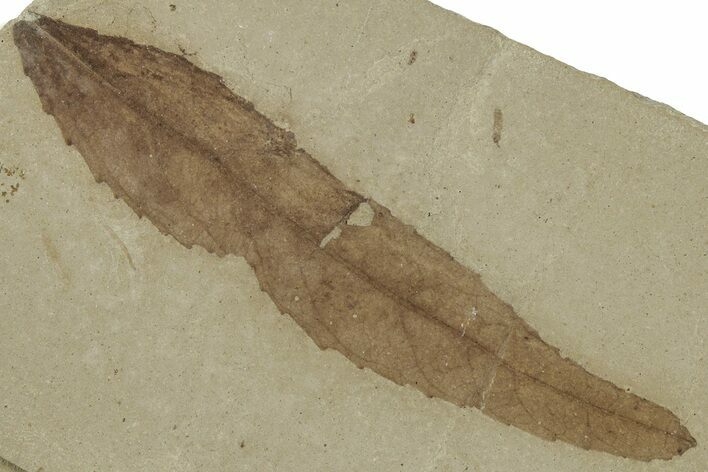Detailed Fossil Leaf (Populus) - Green River Formation, Utah #325583